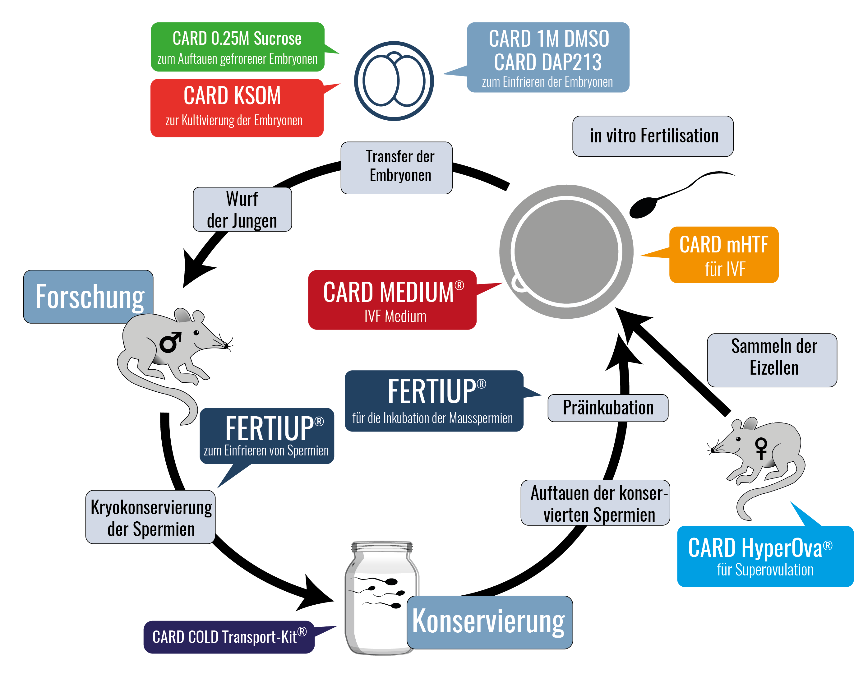 Fig. 1: Lebenszyklus einer Maus bei Nutzung von FERTIUP® und CARD MEDIUM® Fig. 1: Lebenszyklus einer Maus bei Nutzung von FERTIUP® und CARD MEDIUM®